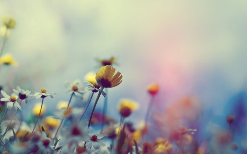 Yellow and White Flowers — Serene, Afternoon, Photograph, Field