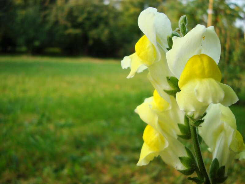 Yellow and White Flowers — Serene, Afternoon, Photograph, Grass