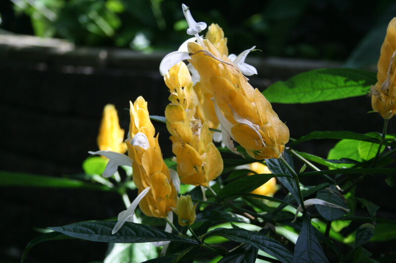 Yellow and White Flowers — Serene, Afternoon, Photograph, Green Leaves