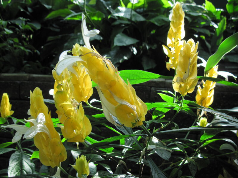 Yellow and White Flowers — Serene, Afternoon