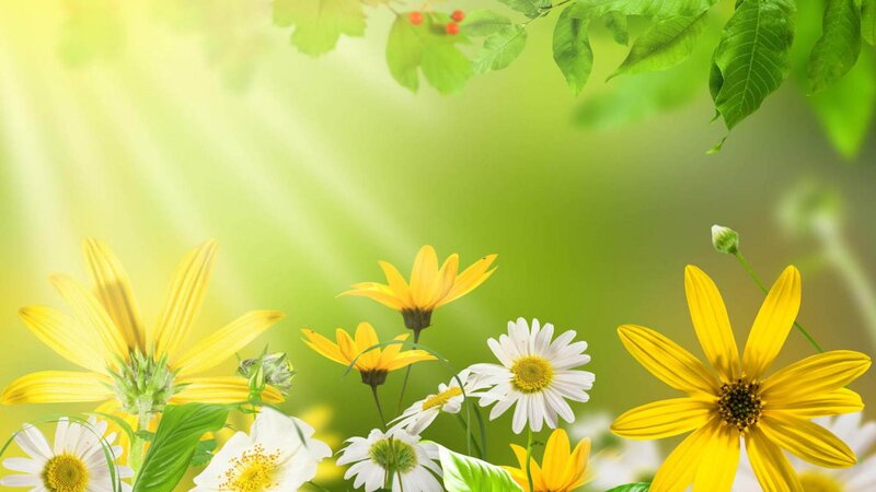Yellow and White Flowers — Serene, Morning, Photograph