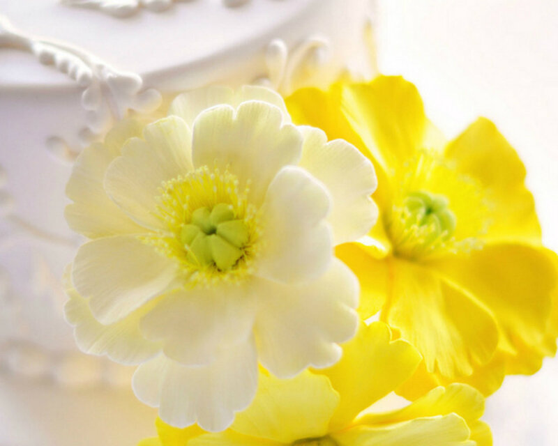 Yellow and White Flowers — Serene, Photograph