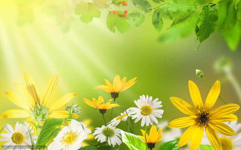 Yellow and White Flowers — Serene, Spring, Photograph, Green Leaves, Sunlight