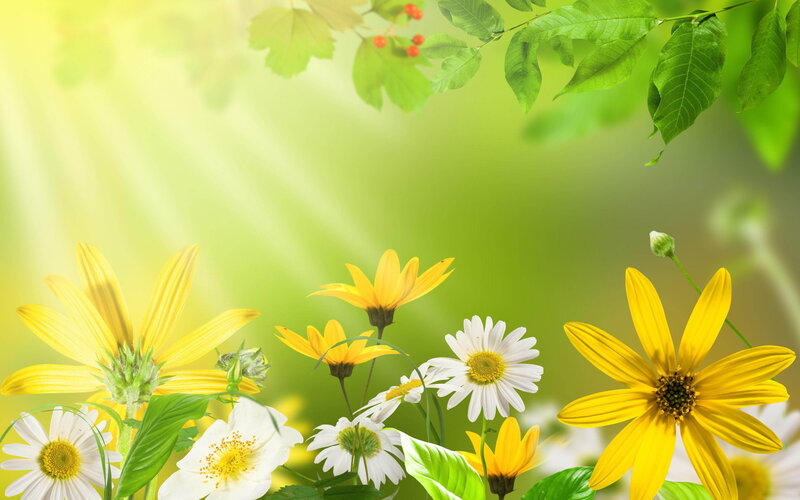 Yellow and White Flowers — Serene, Spring, Photograph, Green Leaves