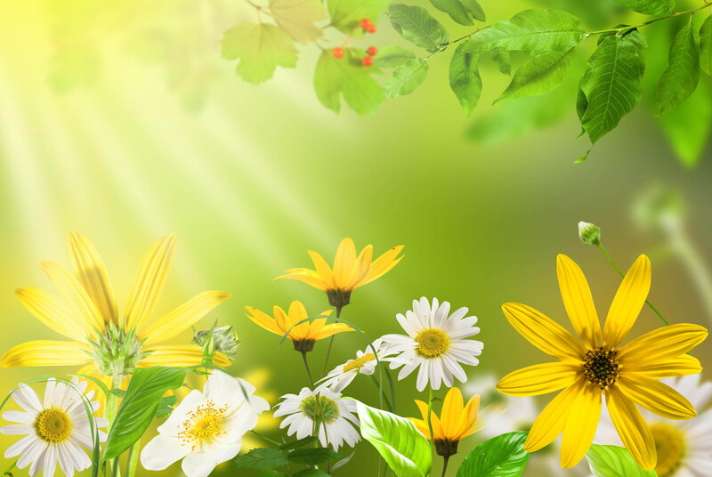 Yellow and White Flowers — Serene, Spring