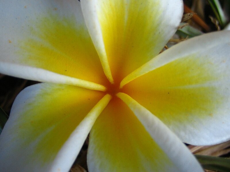 Yellow and White Frangipani — Calm