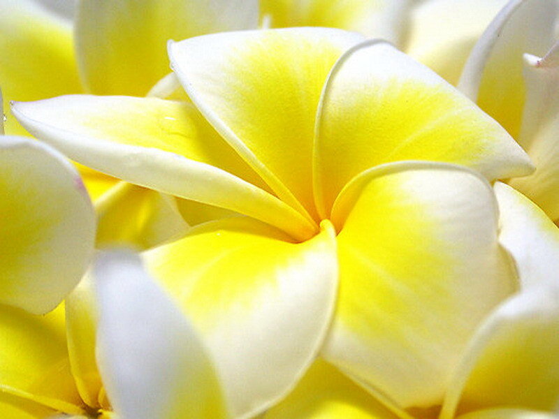 Yellow and white frangipani flower