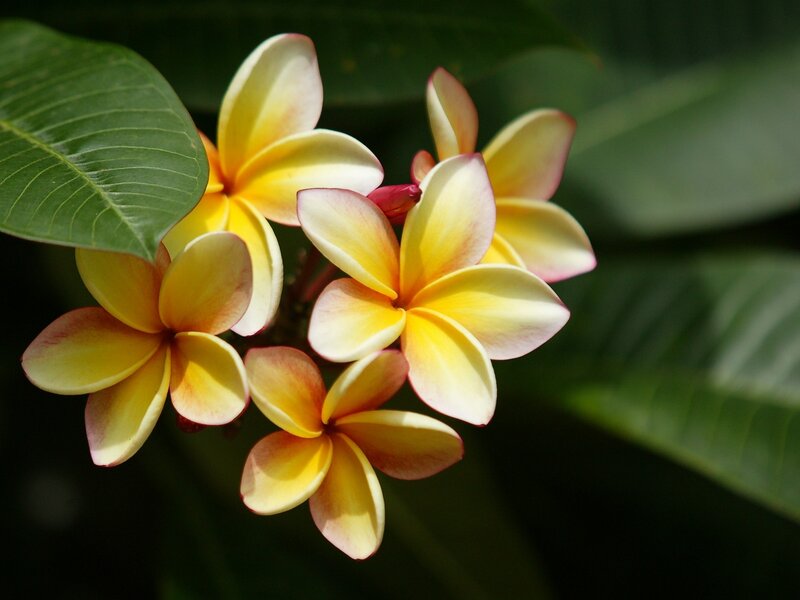 Yellow and white frangipani flowers