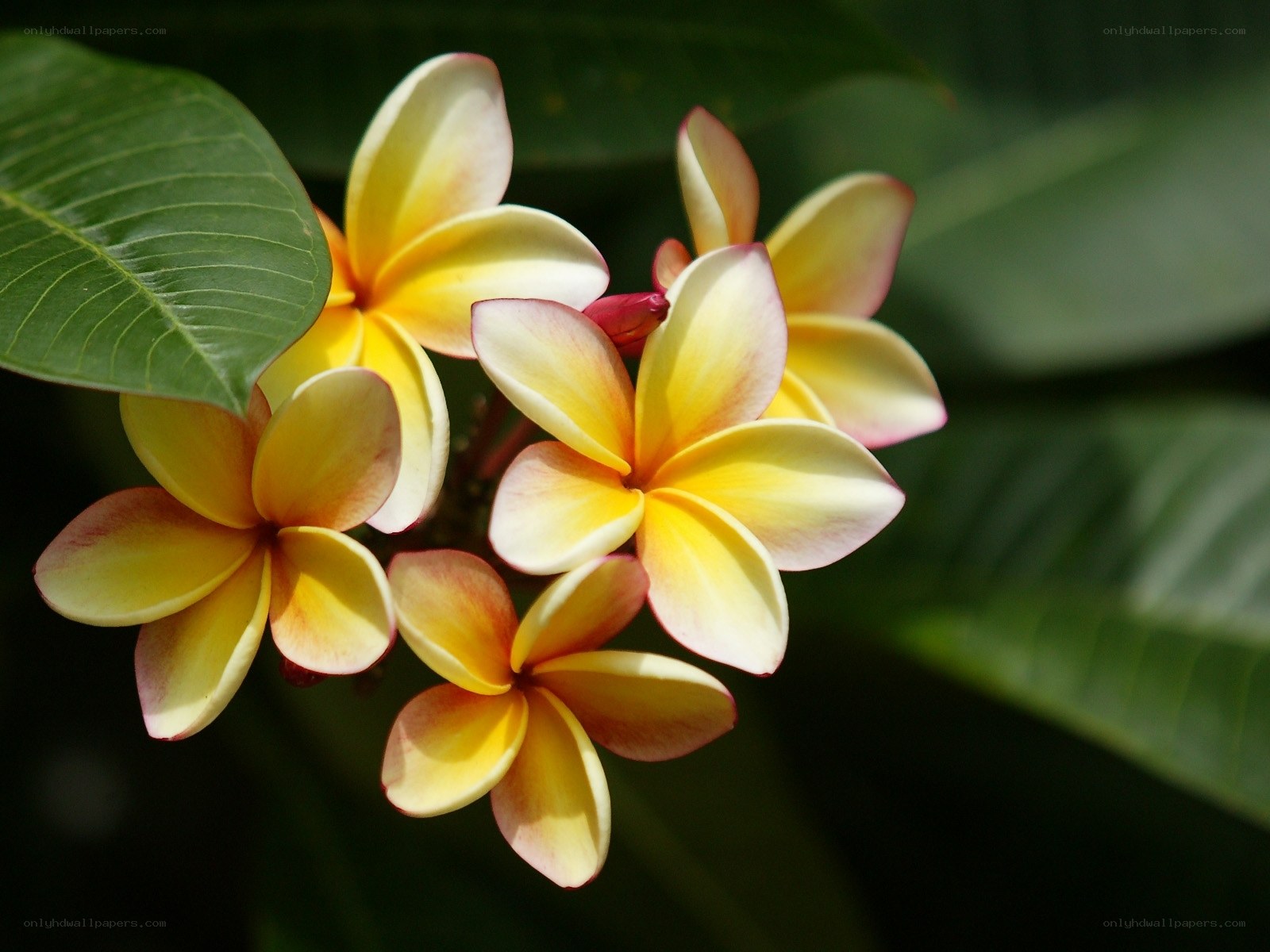Yellow and white frangipani flowers