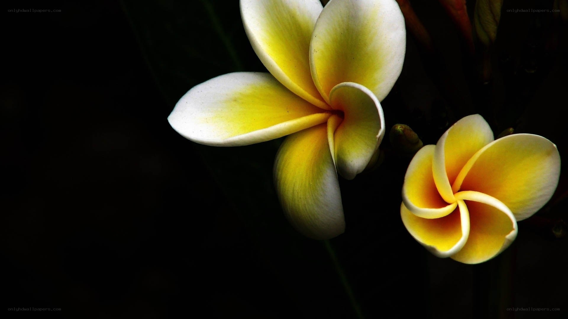 Yellow and white frangipani flowers