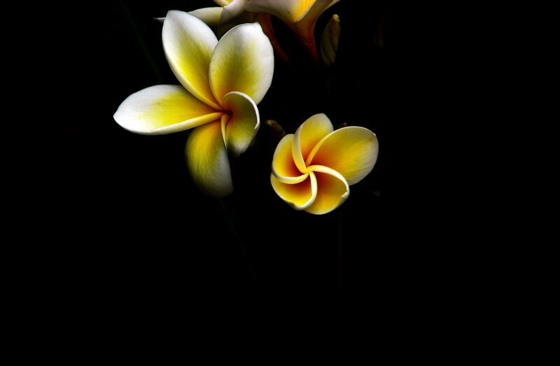 Yellow and White Frangipani Flowers — Dramatic, Photograph, Dark Background