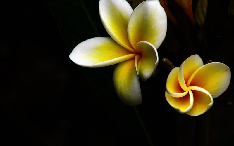Yellow and White Frangipani Flowers — Dramatic, Photograph