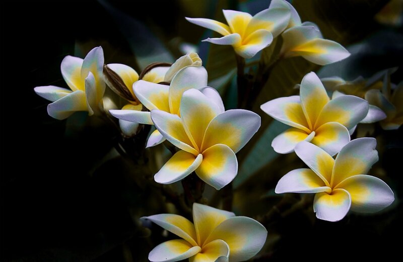 Yellow and White Frangipani Flowers — Dramatic