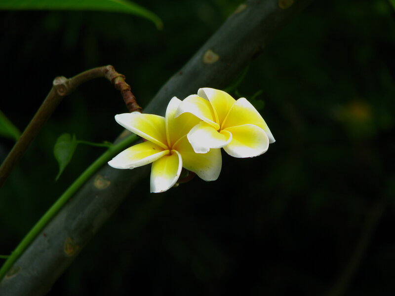Yellow and White Frangipani Flowers — Serene, Photograph, Branch