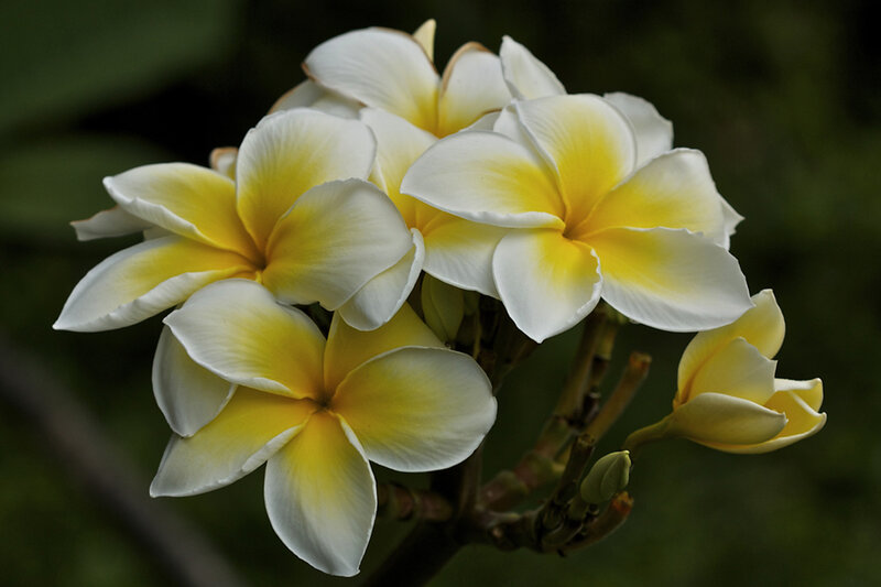 Yellow and White Frangipani Flowers — Serene, Photograph, Buds