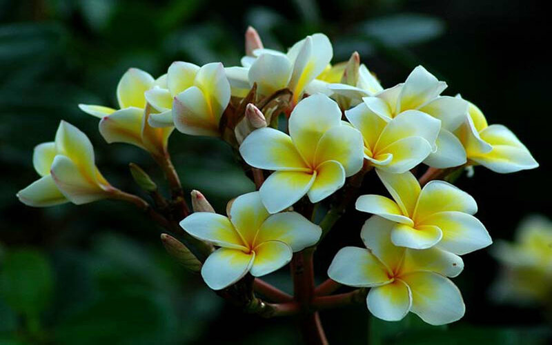Yellow and White Frangipani Flowers — Serene, Photograph