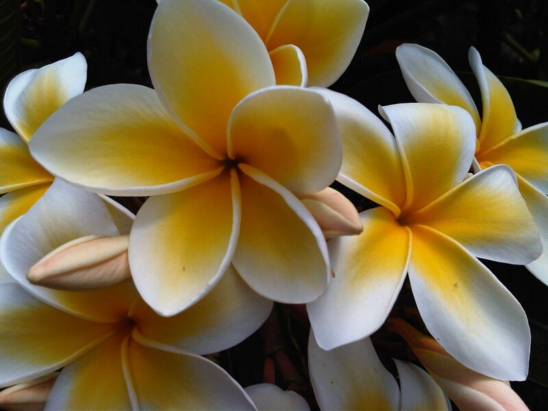 Yellow and White Frangipani Flowers — Serene