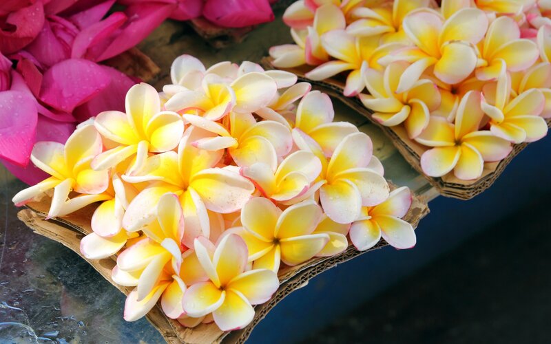 Yellow and White Frangipani Flowers — Vibrant