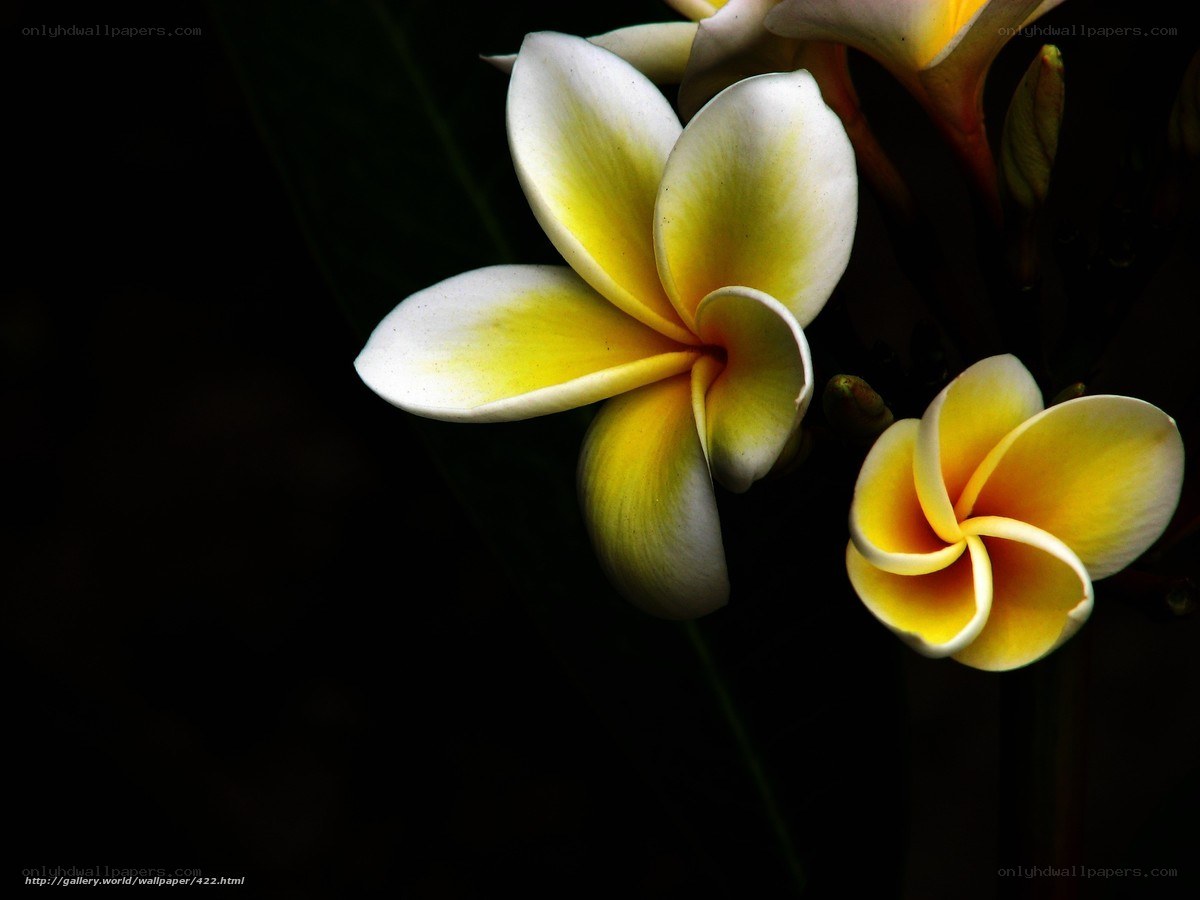 Yellow and white frangipani flowers