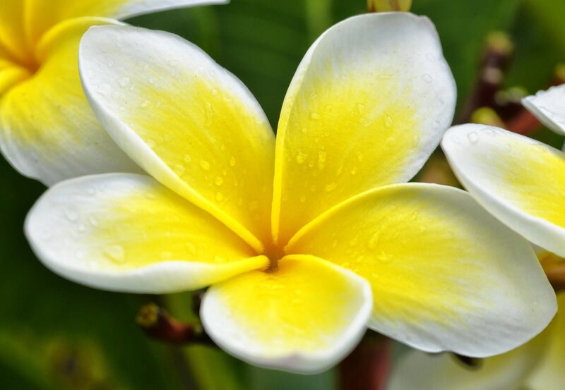 Yellow and White Frangipani