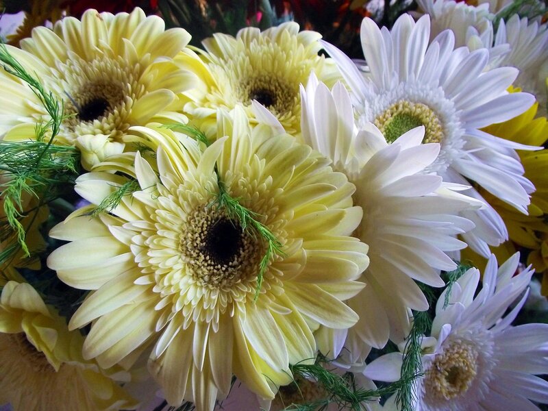 Yellow and White Gerbera Daisies — Calm