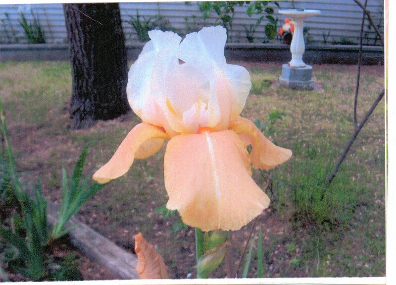 Yellow and White Iris Flower — Calm