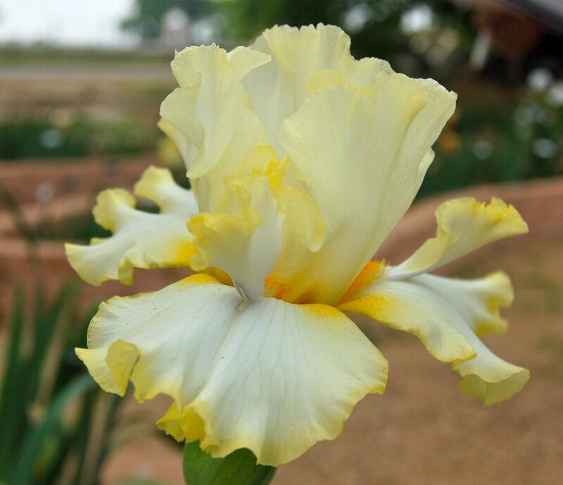 yellow and white iris flower
