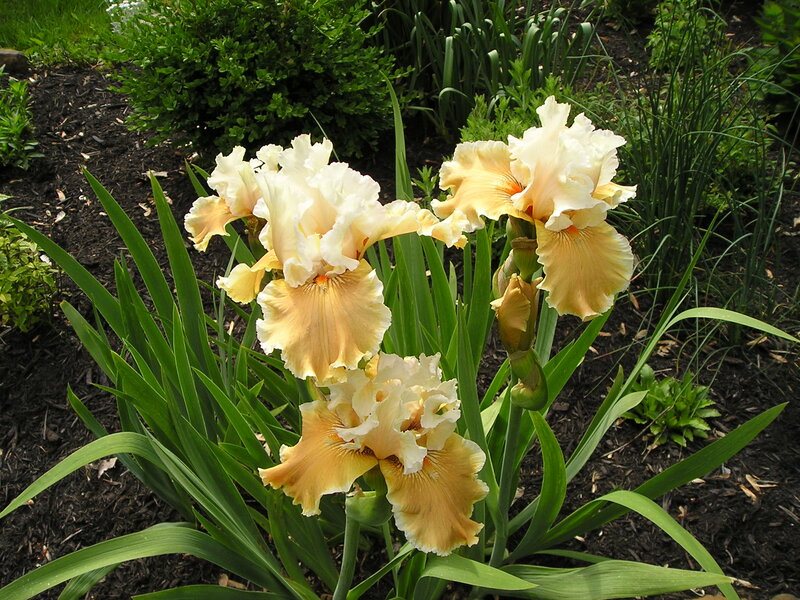 Yellow and White Irises