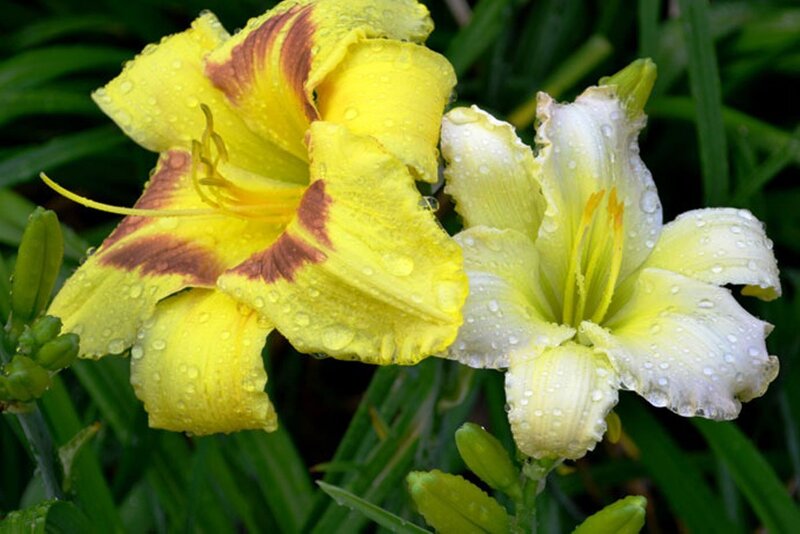 Yellow and White Lilies — Serene