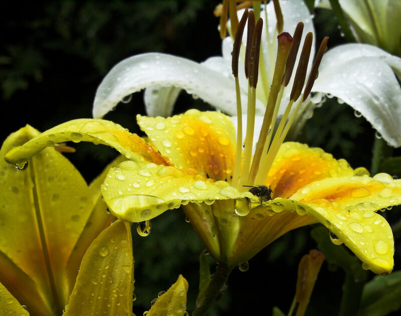 Yellow and White Lilies