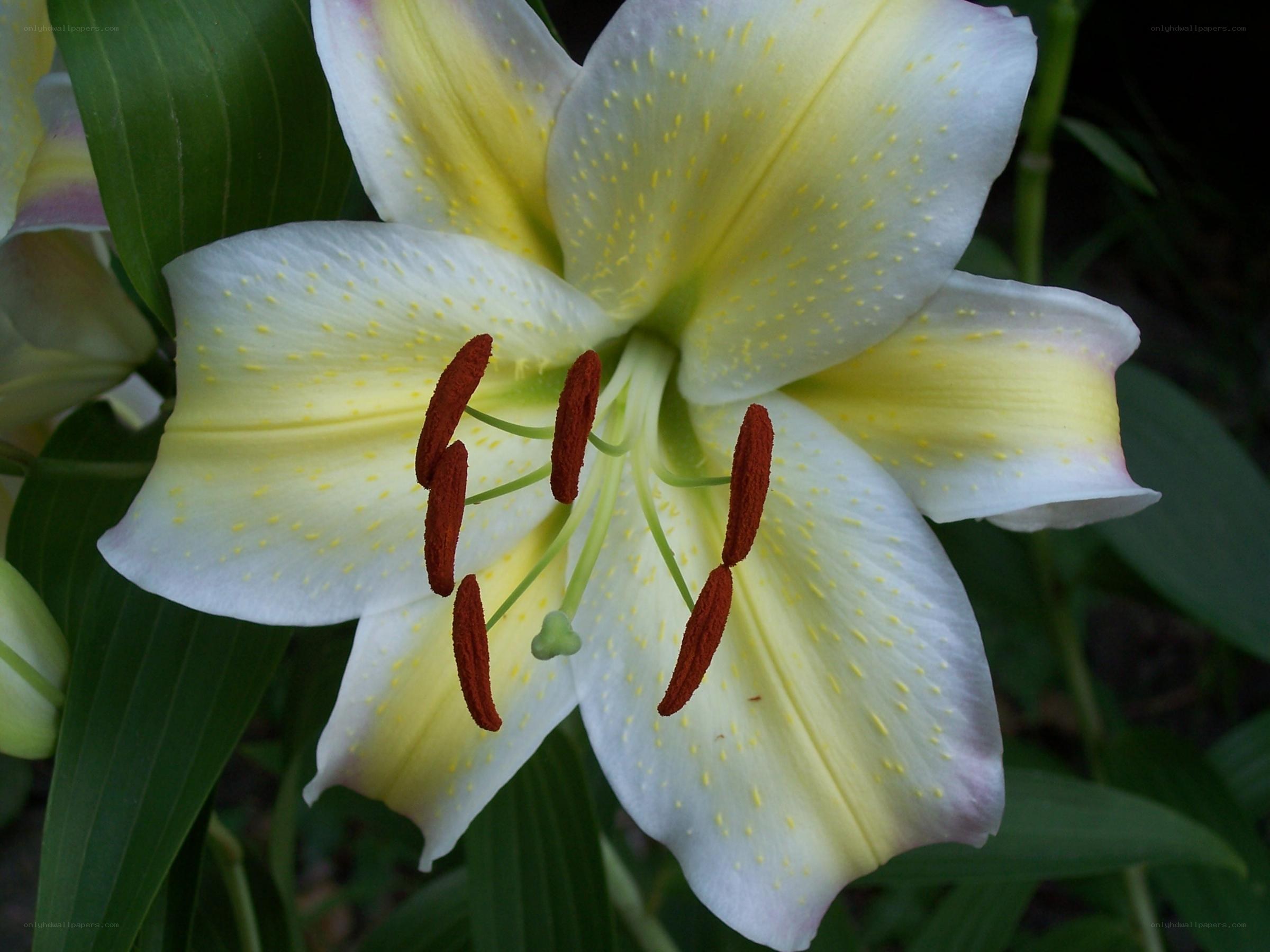 yellow and white lily flower