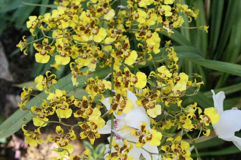 Yellow and White Orchids — Calm