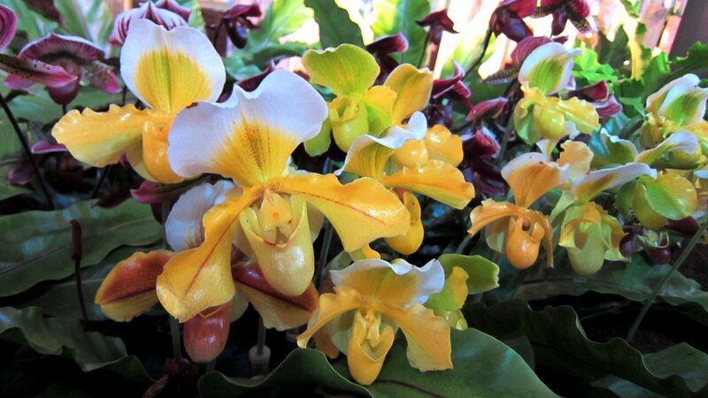 Yellow and White Orchids — Natural, Afternoon