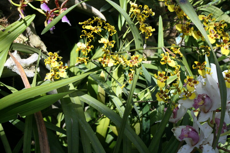 Yellow and White Orchids — Natural