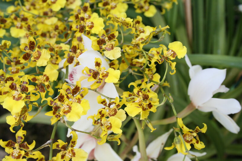 Yellow and White Orchids