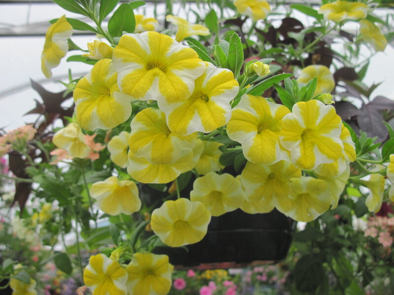 Yellow and White Petunias — Calm