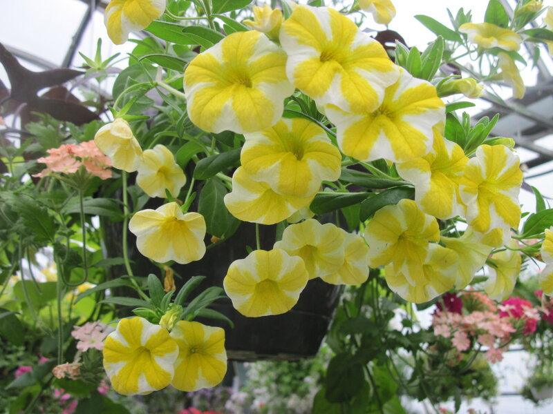 Yellow and White Petunias
