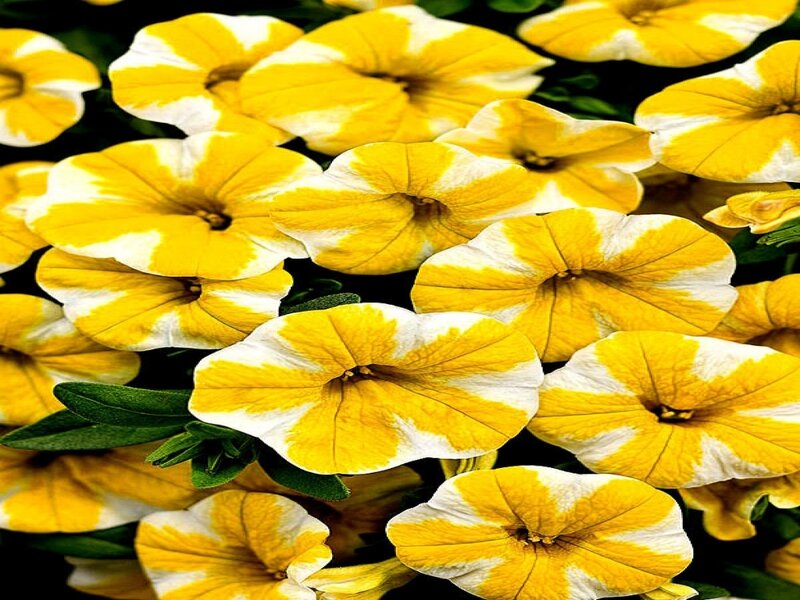 Yellow and White Petunias — Vibrant