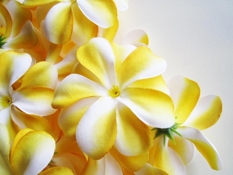 Yellow and White Plumeria Flowers — Calm, Photograph