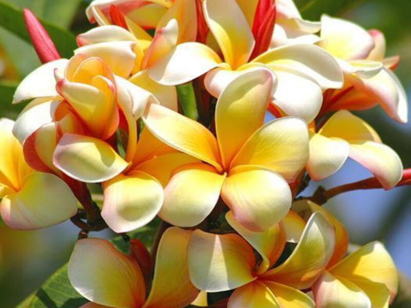 Yellow and White Plumeria Flowers — Calm