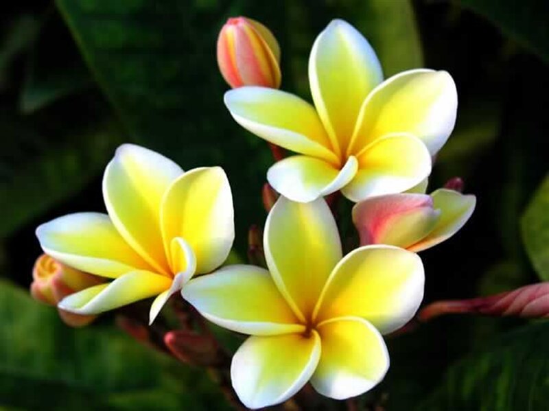 Yellow and White Plumeria Flowers — Serene, Afternoon, Photograph, Buds