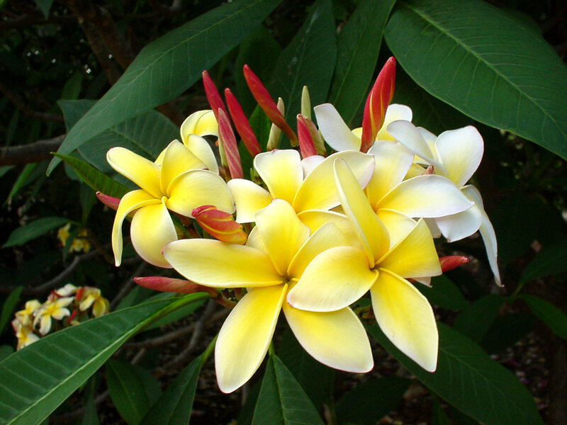 Yellow and White Plumeria Flowers — Serene, Afternoon