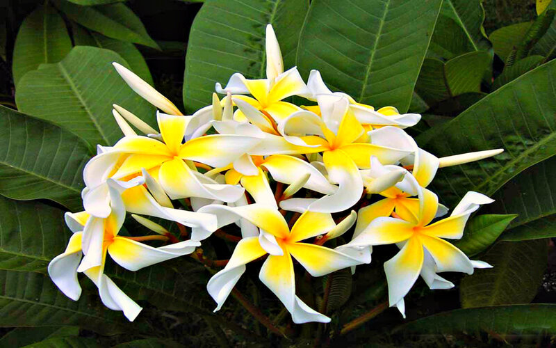 Yellow and White Plumeria Flowers — Serene, Photograph