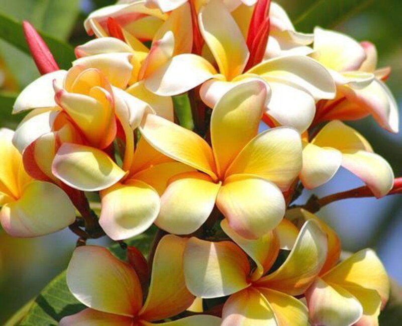 yellow and white plumeria flowers