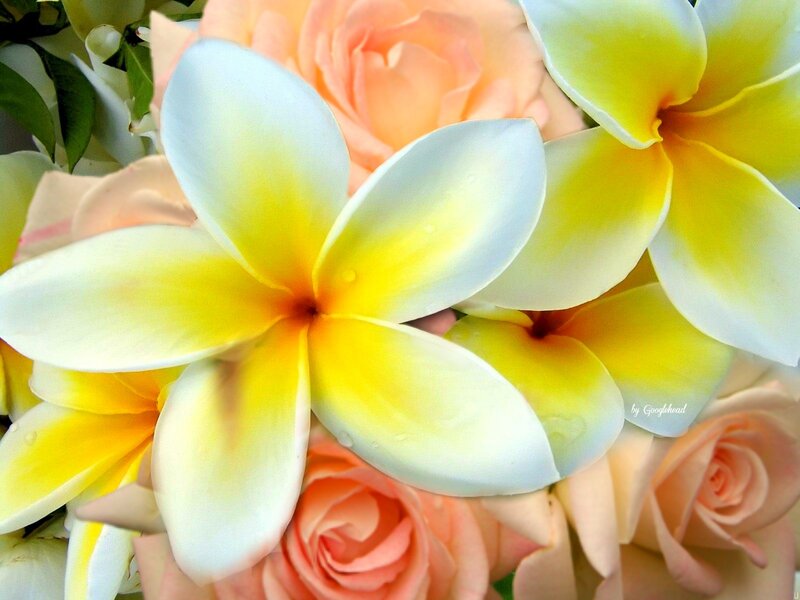 Yellow and White Plumeria