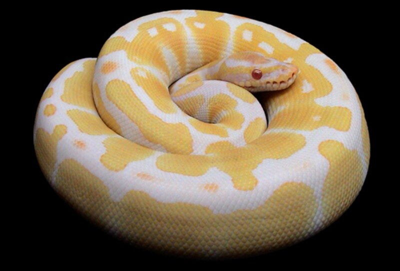 Yellow and White Python