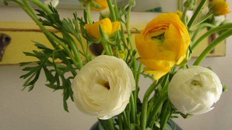 Yellow and White Ranunculus — Calm, Photograph