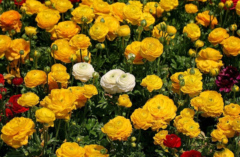 Yellow and white ranunculus flowers