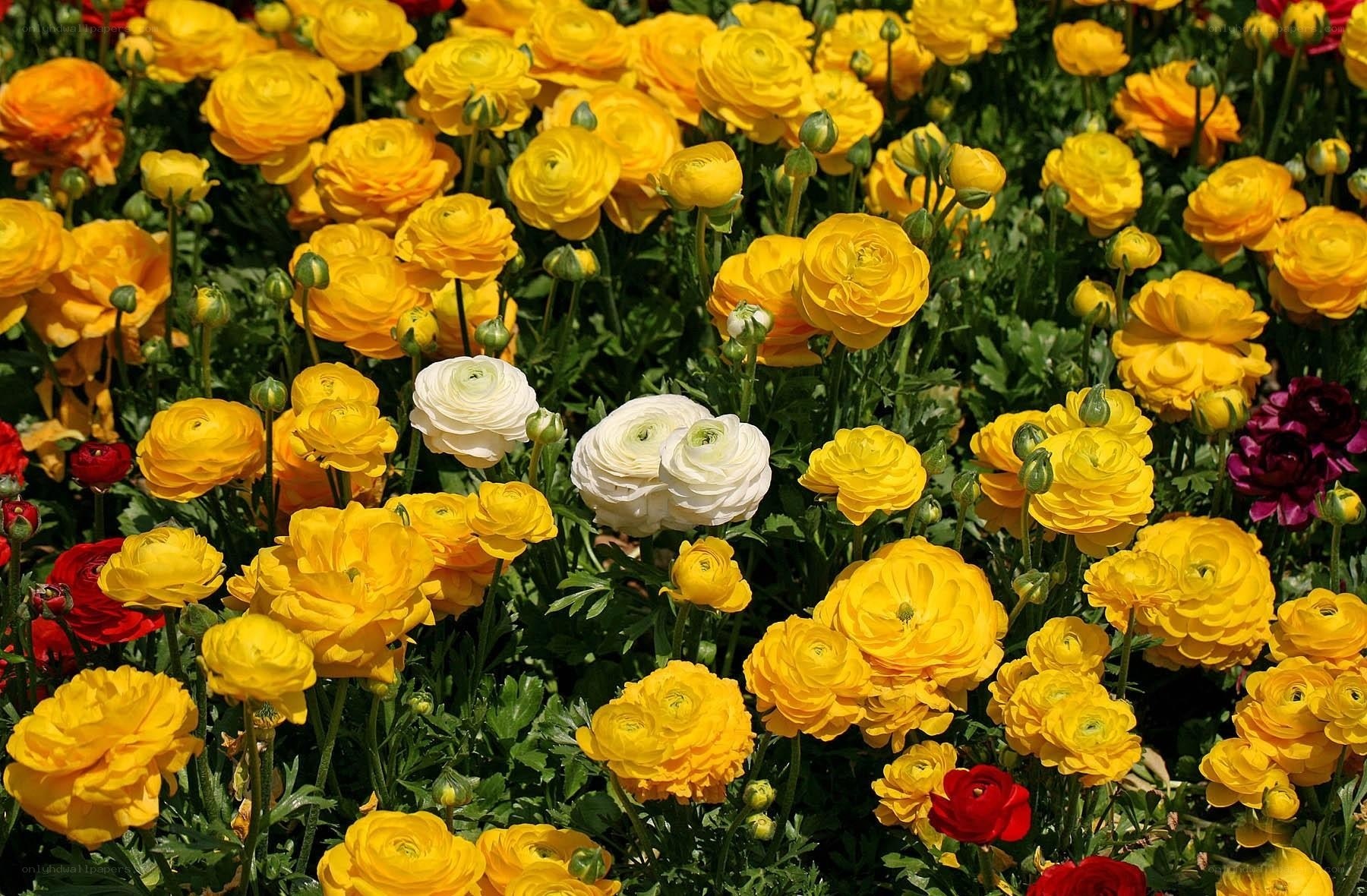 Yellow and white ranunculus flowers
