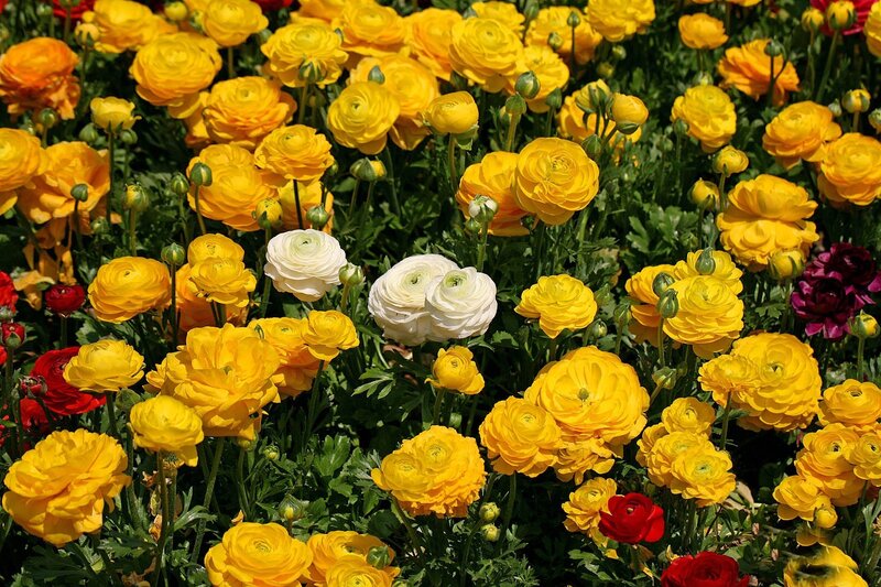 Yellow and White Ranunculus — Vibrant